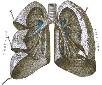 آناتومی سیستم تنفسی تحتانی